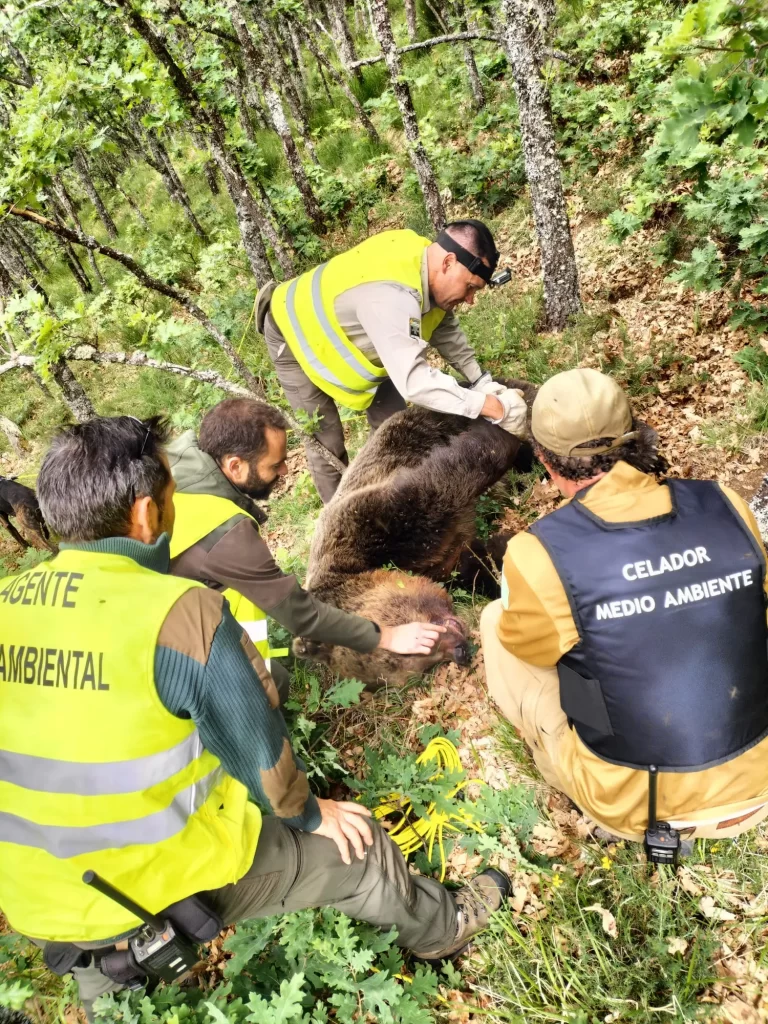 Operativo de la Junta que busca osos pardos en la Montaña Palentina