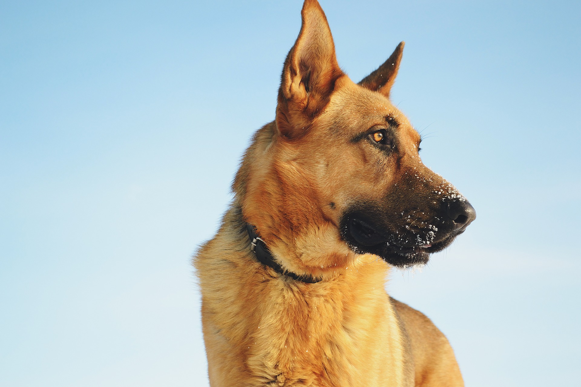 Exhibición de la Unidad Canina de la Policía Local de Burgos en Palencia