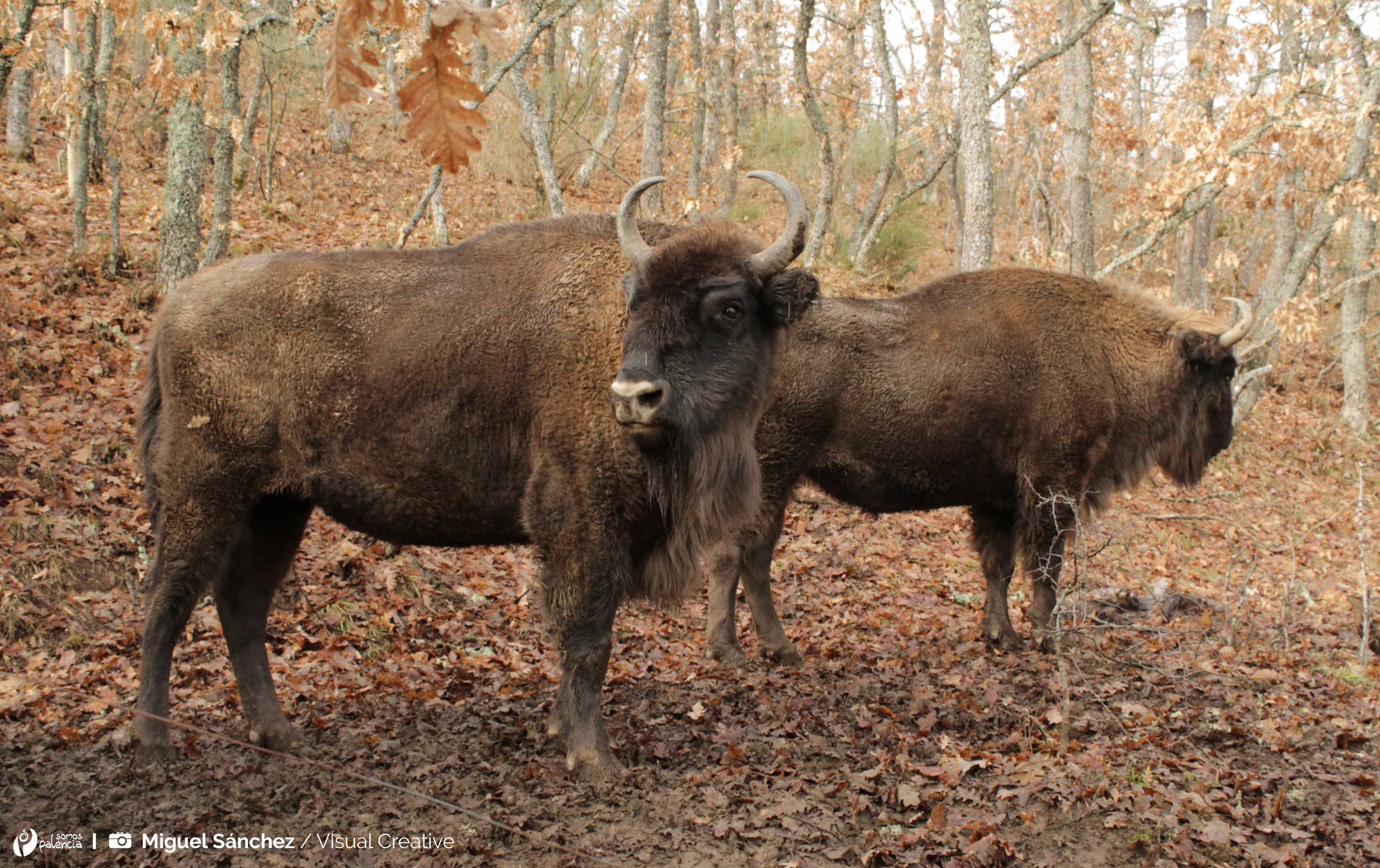Reserva Natural del Bisonte Europeo en España | Palencia
