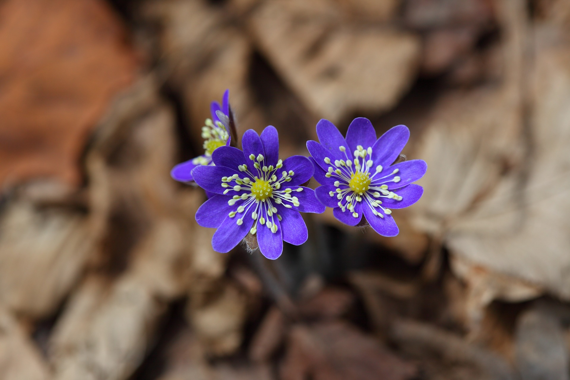 Conoce y fotografía la Flora Silvestre de la Montaña Palentina