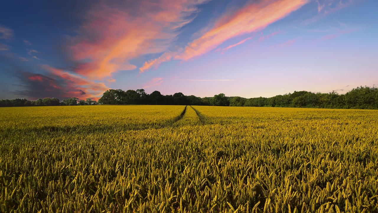 La Junta impulsa la digitalización y las oportunidades de negocio para el sector agroalimentario