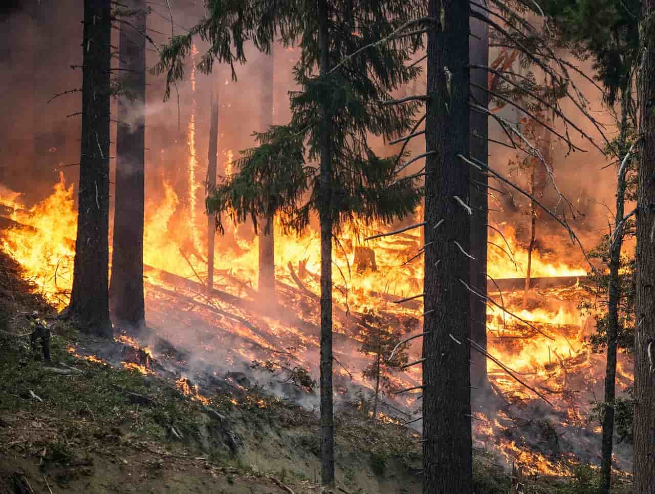 La Junta declara nivel 2 en el incendio forestal de Gallegos del Río, en Zamora
