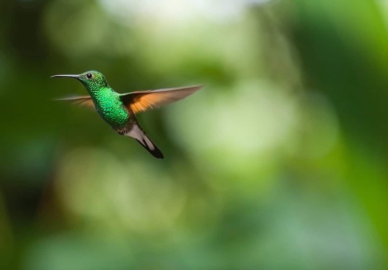 La Junta promociona el turismo ornitológico y de observación de la naturaleza en la Feria Birdfair de Rutland, Inglaterra