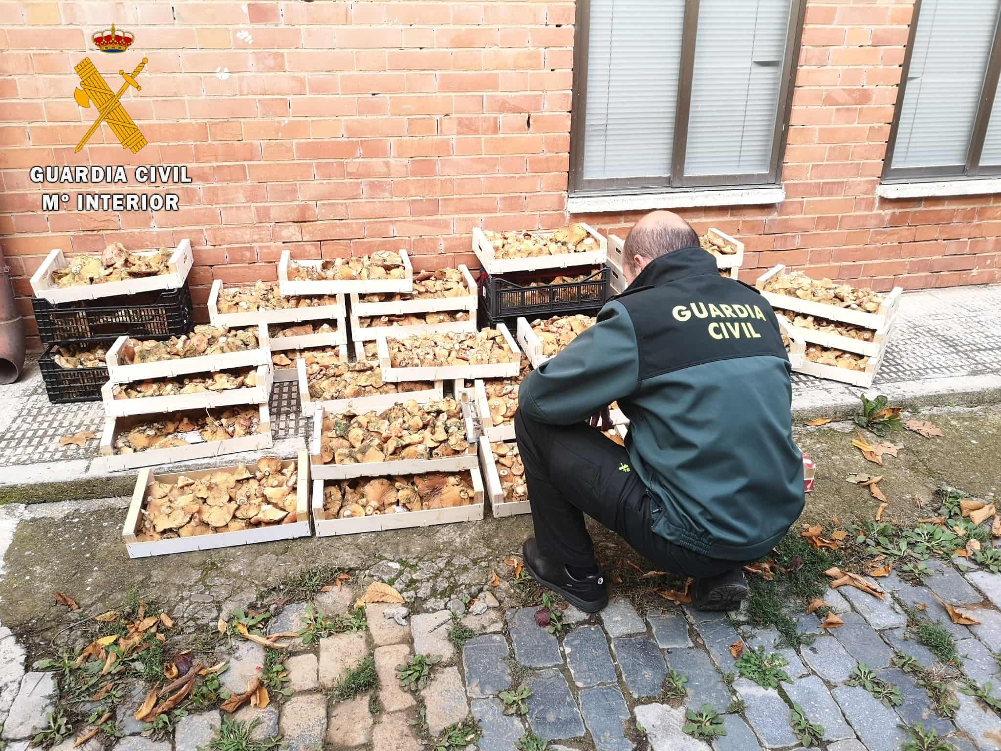Denunciados por recolectar setas furtivamente en Palencia