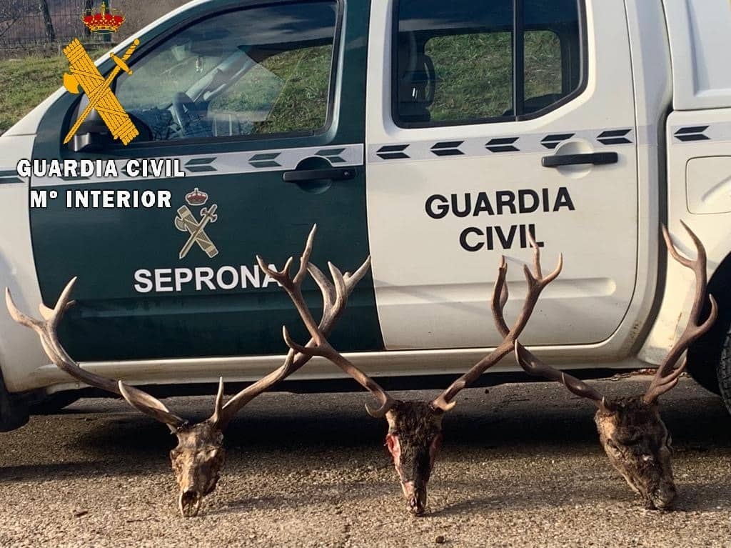 Ocho denuncias y tres investigados por supuestos delitos sobre la protección de la flora, fauna y animales domésticos en la Montaña Palentina