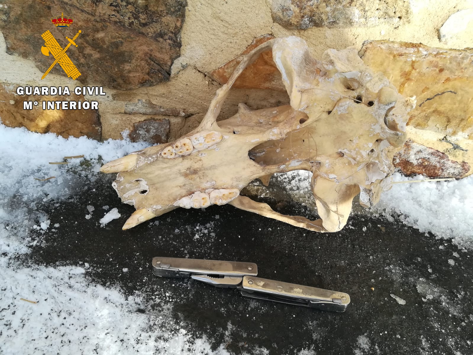 La Guardia Civil decomisa un supuesto cráneo de oso naturalizado (Ursus) e investiga a una persona