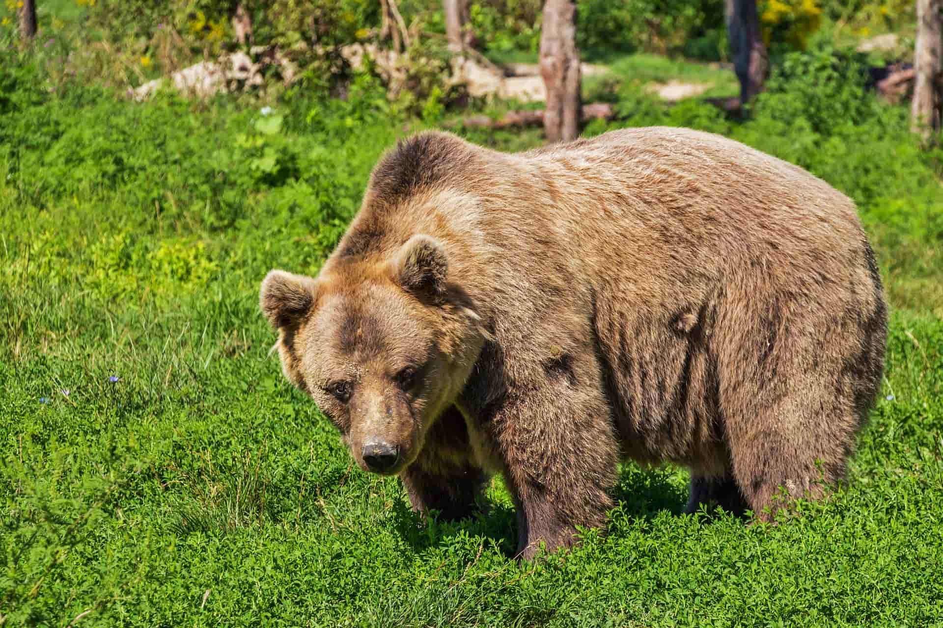La Junta iniciará este año un proyecto de radiomarcaje de oso pardo