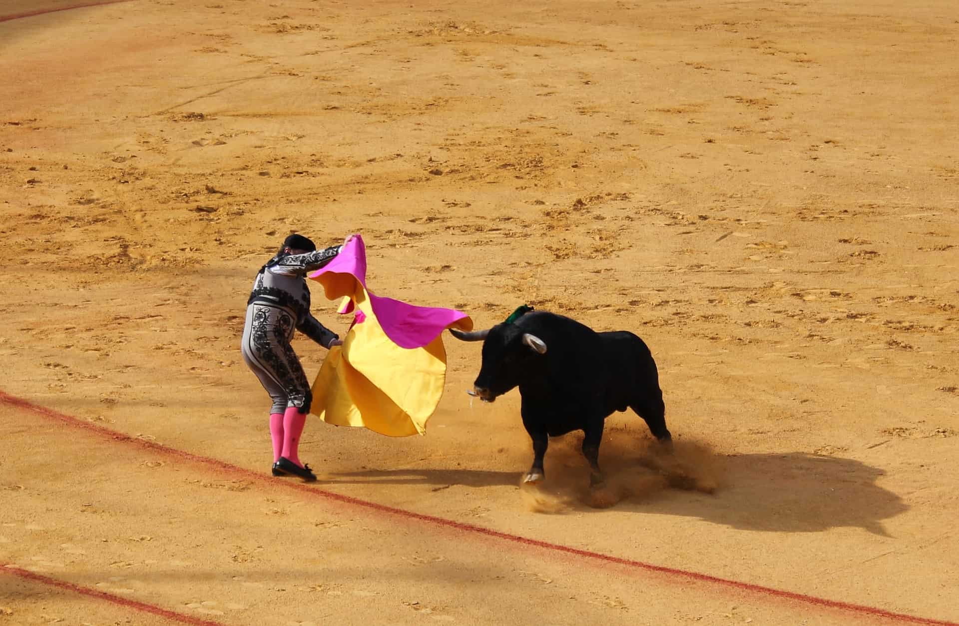 Mañueco reivindica el mundo del toro como una seña de identidad de Castilla y León
