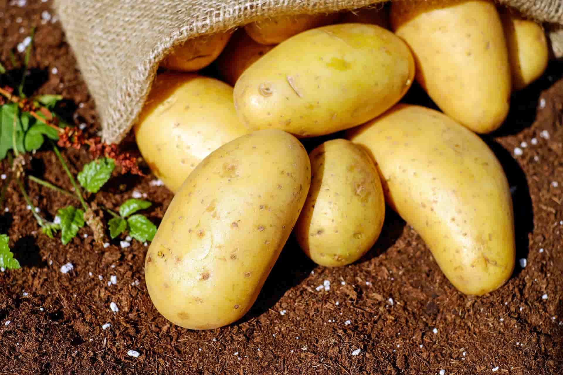 La Diputación de Palencia lanza una campaña para apoyar el consumo local de patata