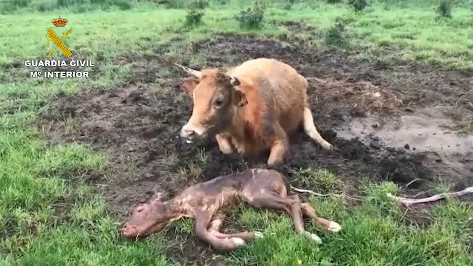 La Guardia Civil auxilia a una vaca con dificultades durante el parto en la Montaña Palentina