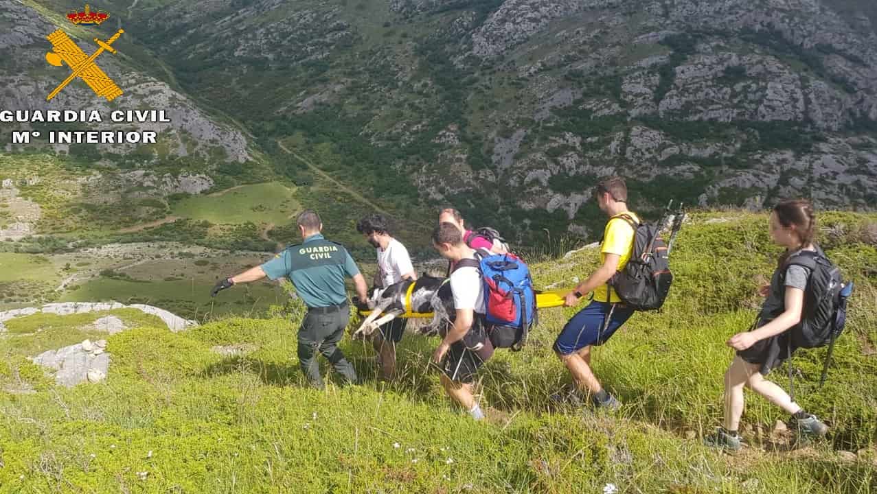 La Guardia Civil rescata a un perro de grandes dimensiones en el Pico Espigüete