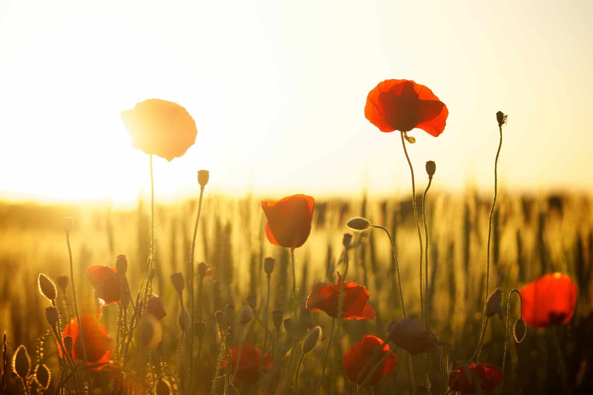 Las altas temperaturas son el riesgo natural que más muertes provoca en España