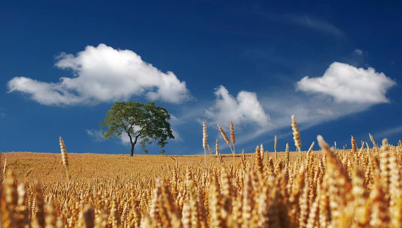 La Junta impulsa la sostenibilidad de las empresas del sector agroalimentario de Castilla y León y su capacidad de adaptación al cambio climático