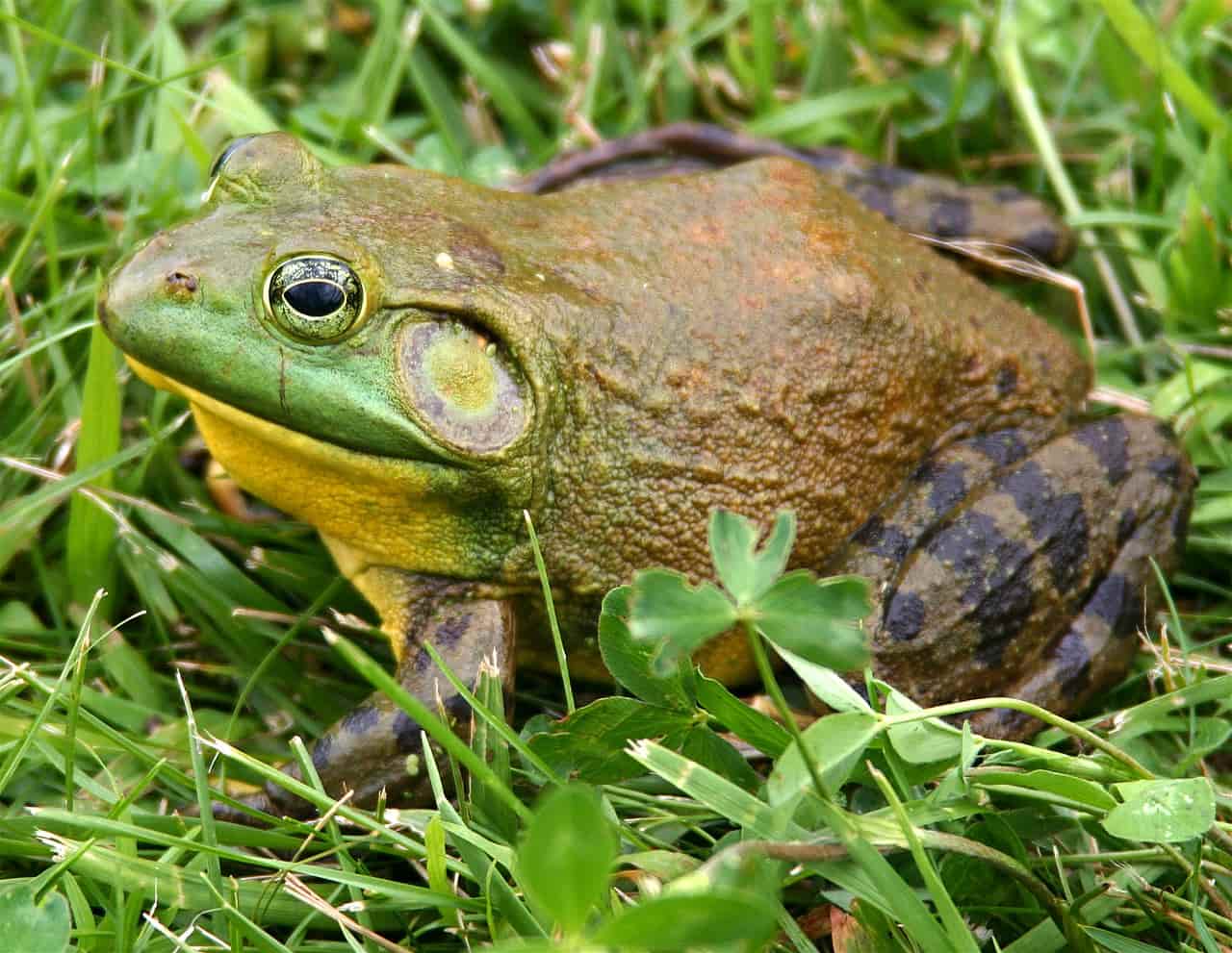 Rana toro: un nuevo desastre medioambiental