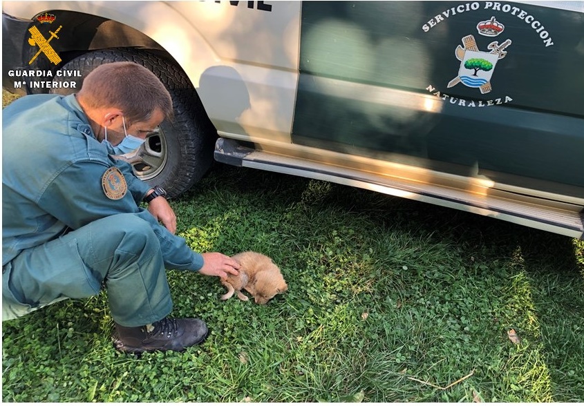 Investigado por abandono animal al encontrar 7 perros con hipotermia y desnutrición