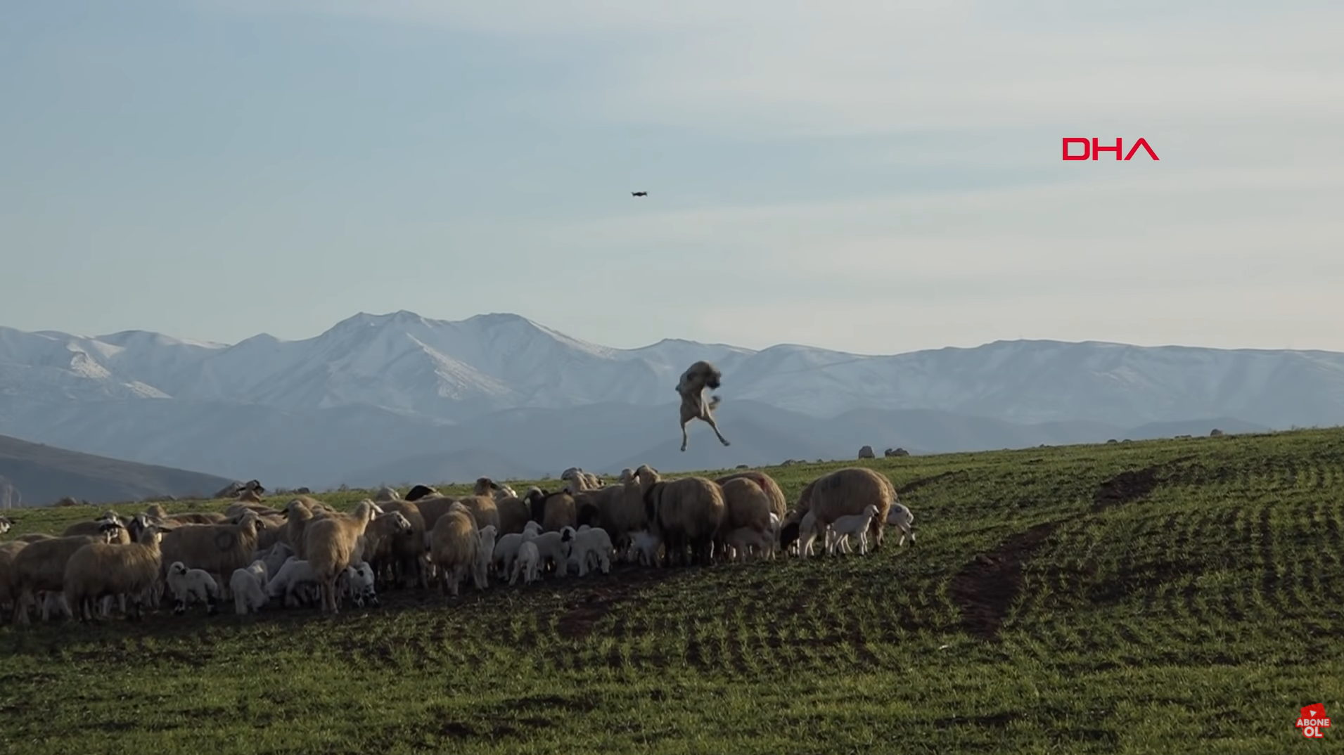 Un mastín derriba un drone a tres metros de altura para proteger al rebaño