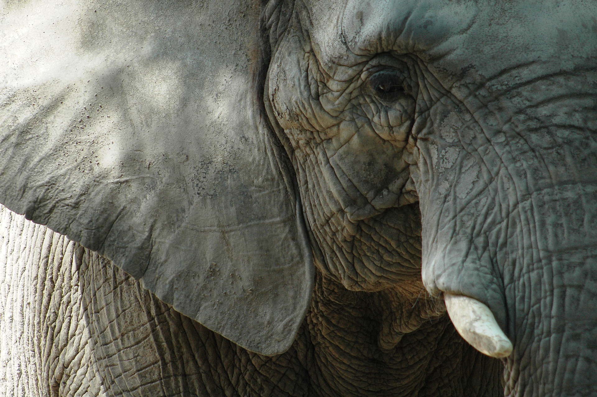 Fallece un trabajador de Cabárceno tras ser golpeado por un elefante