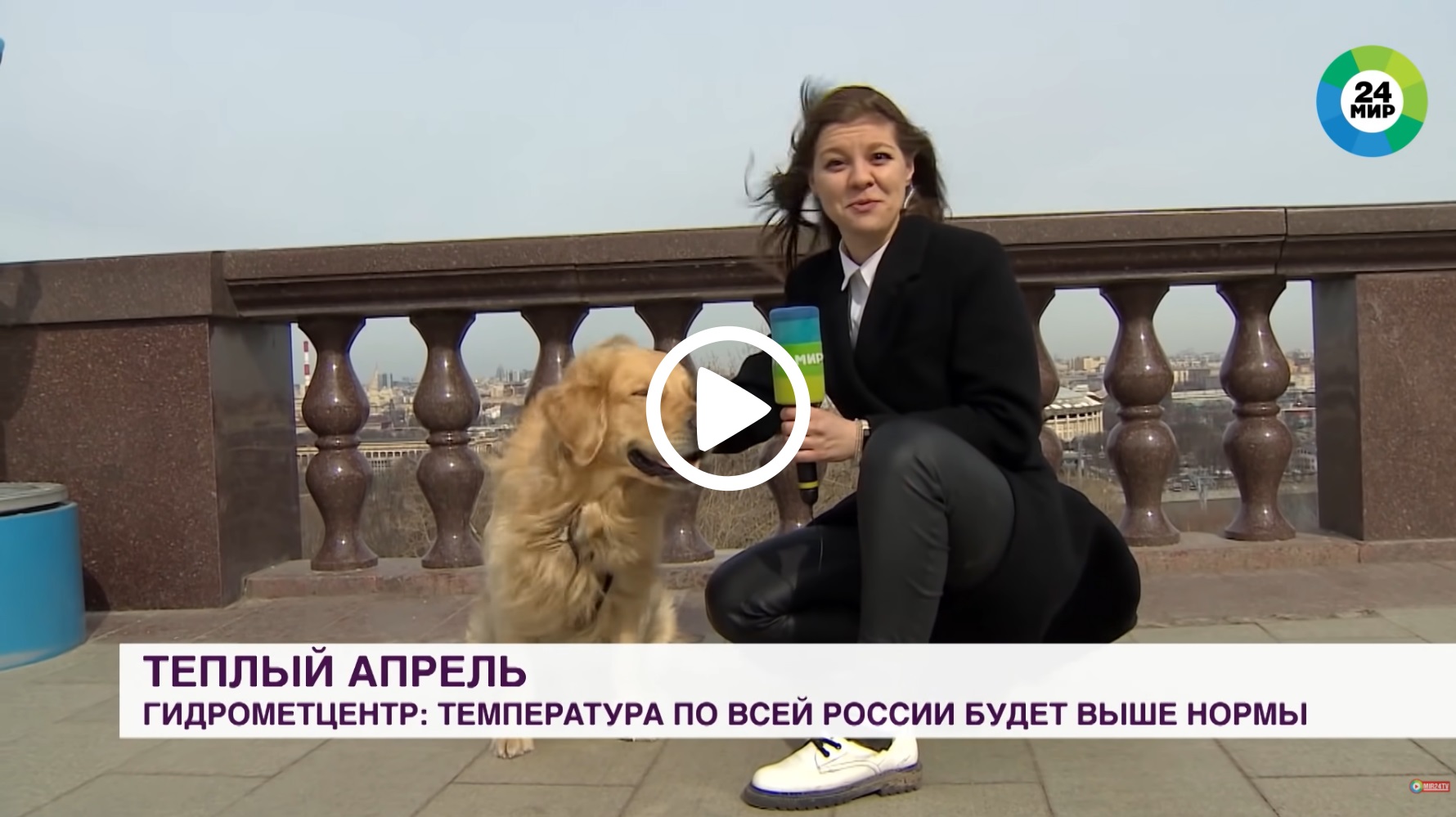 Un perro roba el micrófono en directo a una reportera, con persecución incluida