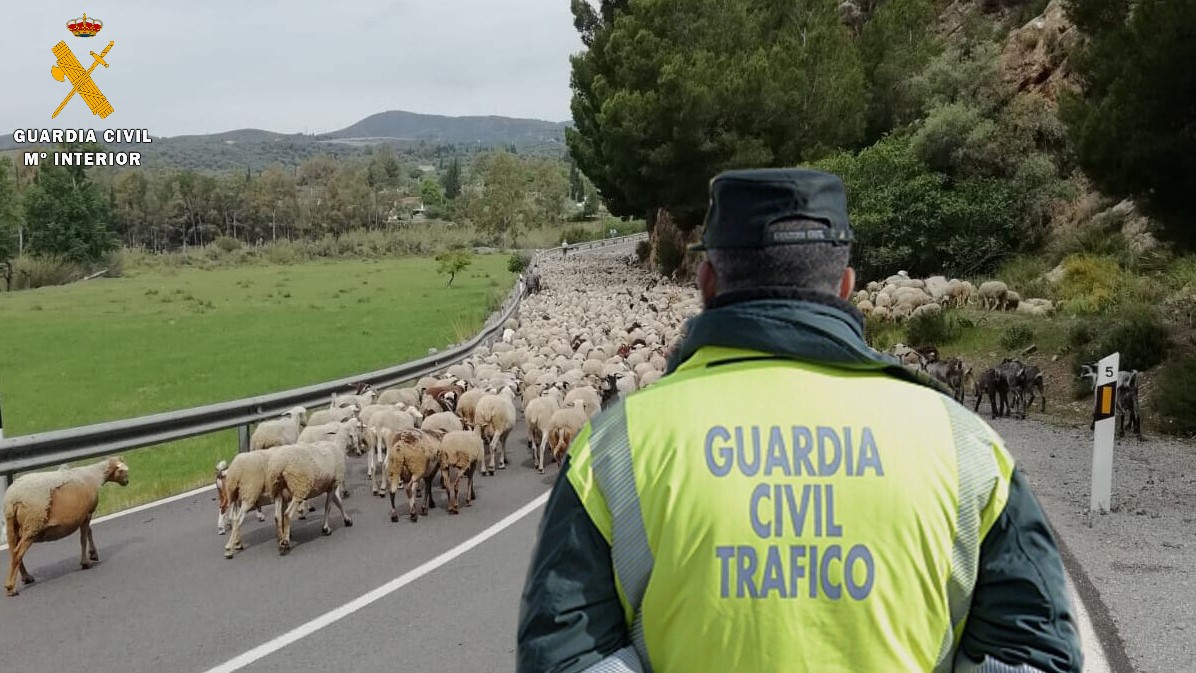 Un rebaño abandonado provoca hasta 11 accidentes de tráfico en tres años