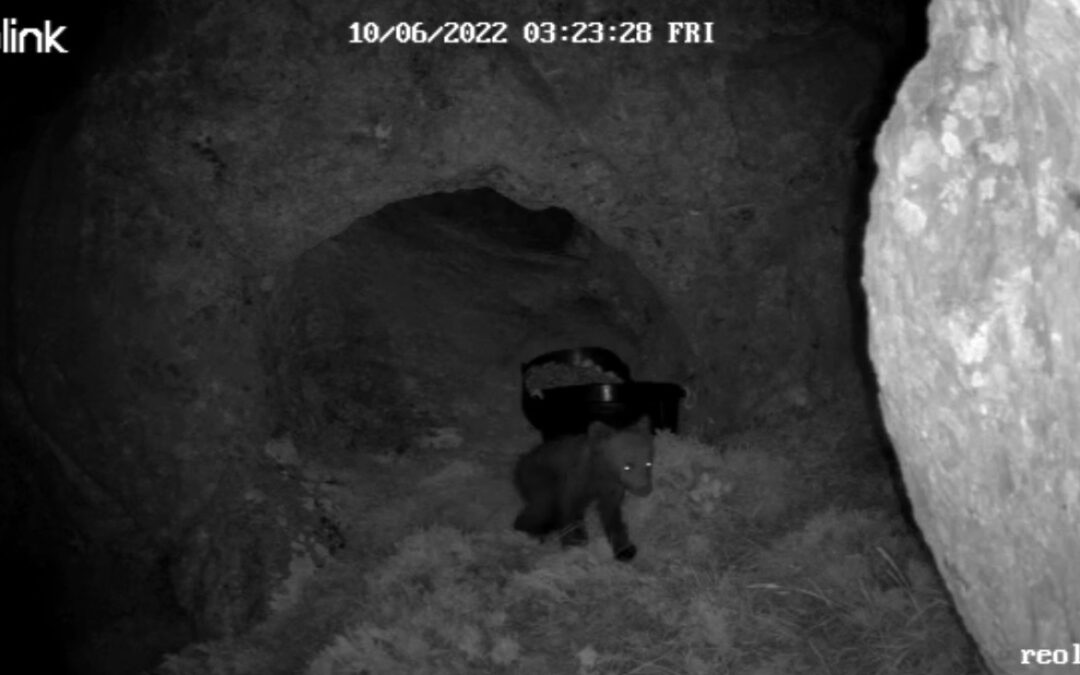 El osezno de la osa adulta despeñada en la Montaña Palentina se encuentra con vida