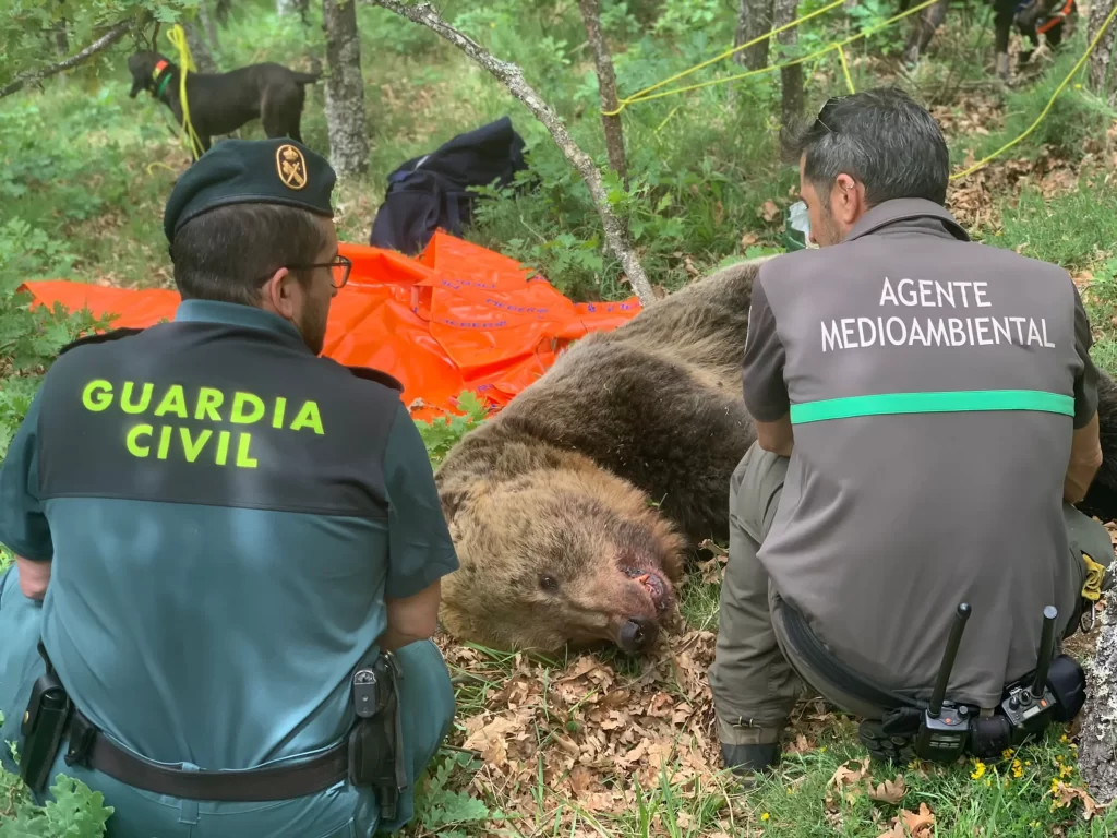 La Junta despliega un importante operativo para localizar a dos ejemplares adultos de oso pardo y un osezno despeñados en la Montaña Palentina