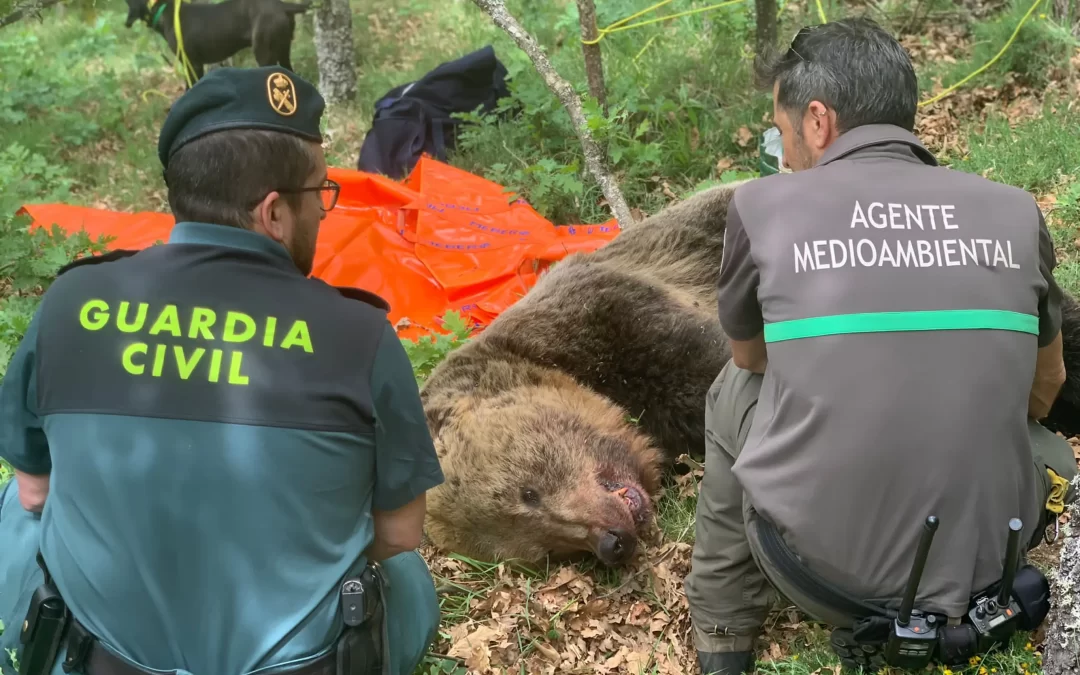 La Junta despliega un importante operativo para localizar a dos ejemplares adultos de oso pardo y un osezno despeñados en la Montaña Palentina