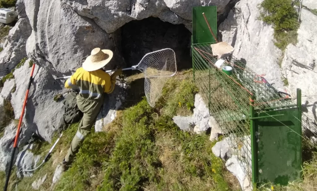 Localizan con vida a la osa herida en una cueva próxima al lugar del ataque