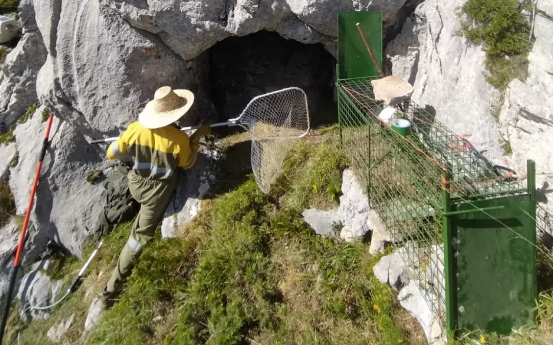 Localizan con vida a la osa herida en una cueva próxima al lugar del ataque
