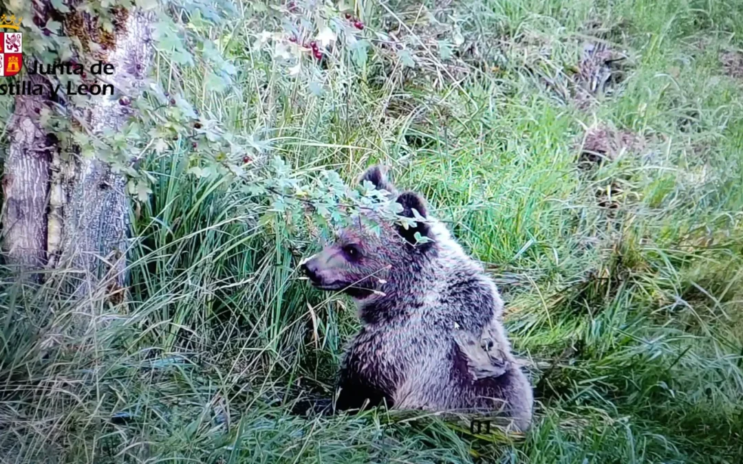 El osezno recuperado en Igüeña se aclimata en Valsemana