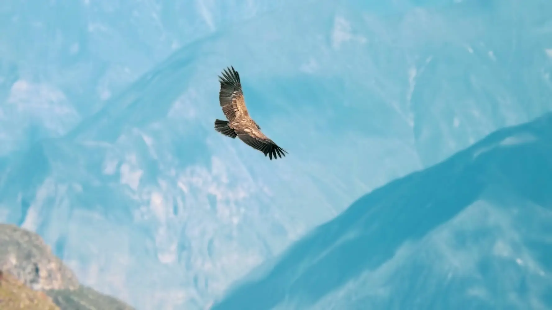 Aumentan la población de grandes rapaces forestales en Castilla y León