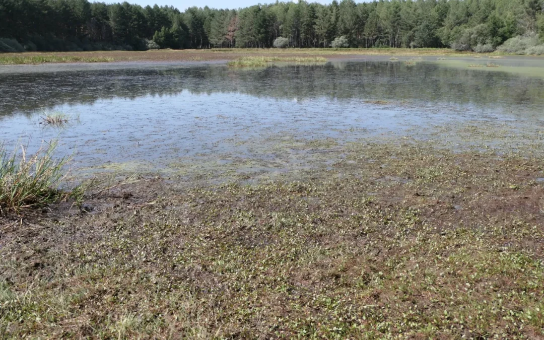 La Junta acometerá actuaciones de conservación de especies de flora amenazada en León y Palencia