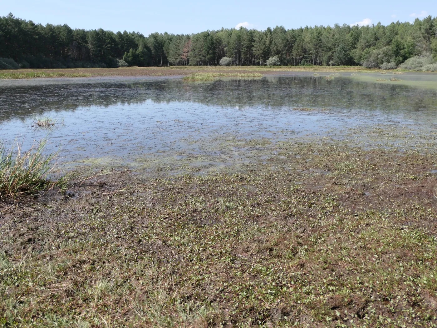 La Junta acometerá actuaciones de conservación de especies de flora amenazada en León y Palencia