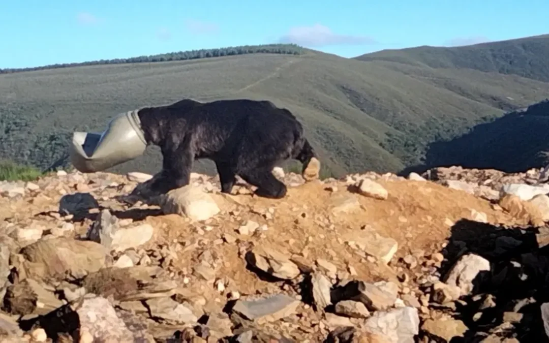 Salvada la vida de un ejemplar de oso pardo con la cabeza atrapada en un bidón de plástico