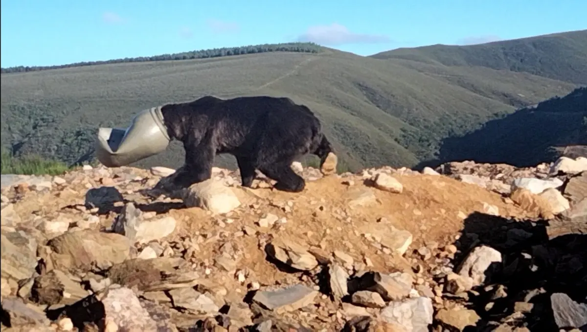 Salvada la vida de un ejemplar de oso pardo con la cabeza atrapada en un bidón de plástico