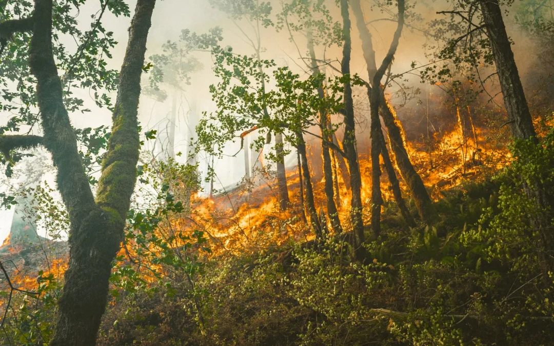 La Junta declara peligro bajo de incendios forestales