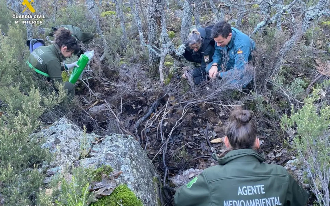 Encuentran restos óseos y pelo de un oso pardo en Valle de Santullán