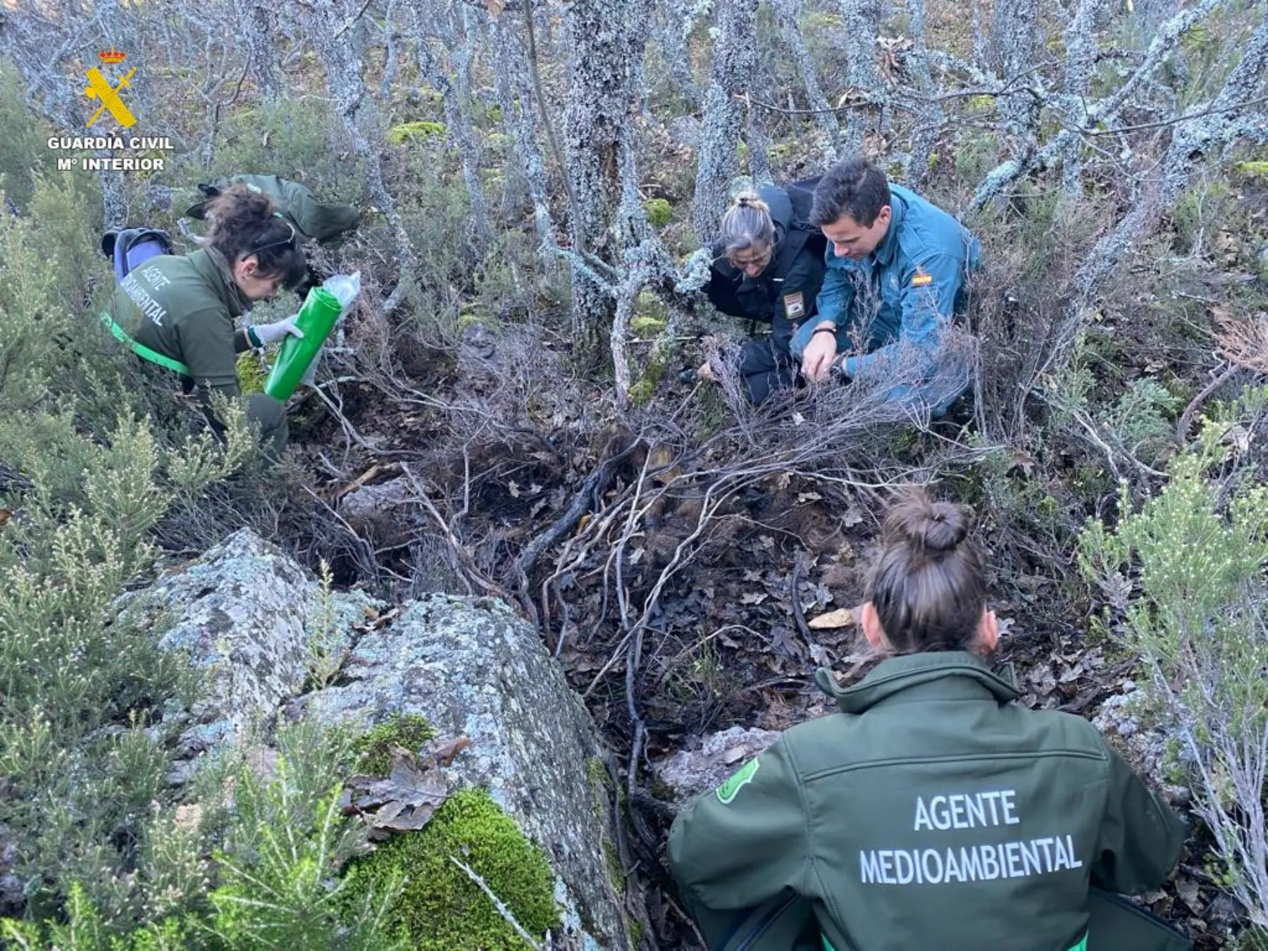 Encuentran restos óseos y pelo de un oso pardo en Valle de Santullán