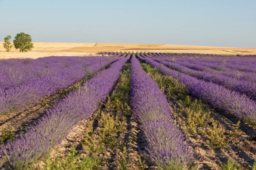 La Diputación de Palencia impulsa el cultivo de aromáticas mediante colaboración con APAPAM