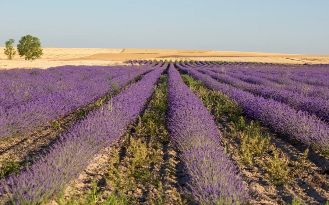 La Diputación de Palencia impulsa el cultivo de aromáticas mediante colaboración con APAPAM