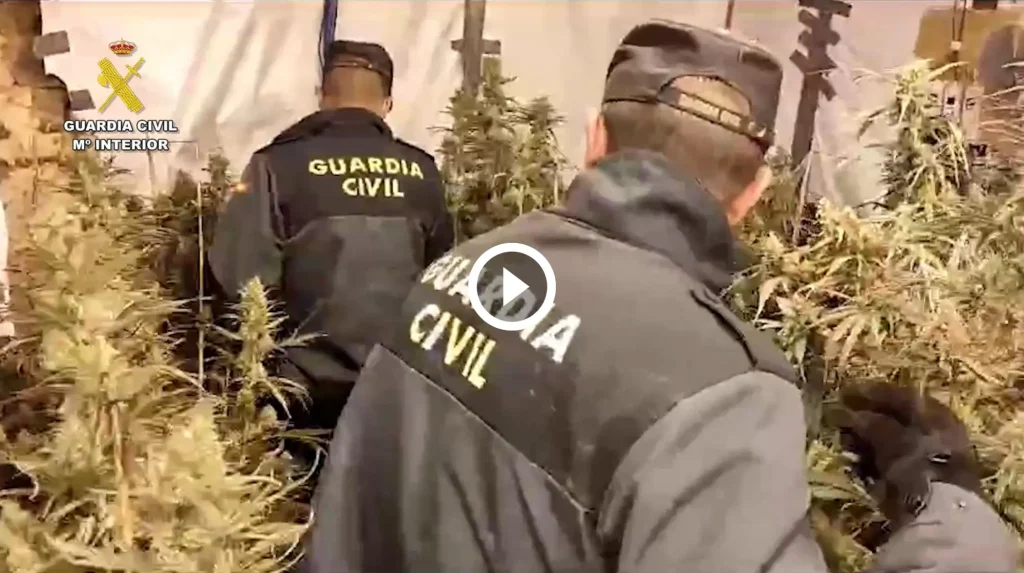 Localizadas 1035 plantas de marihuana en La Lastra