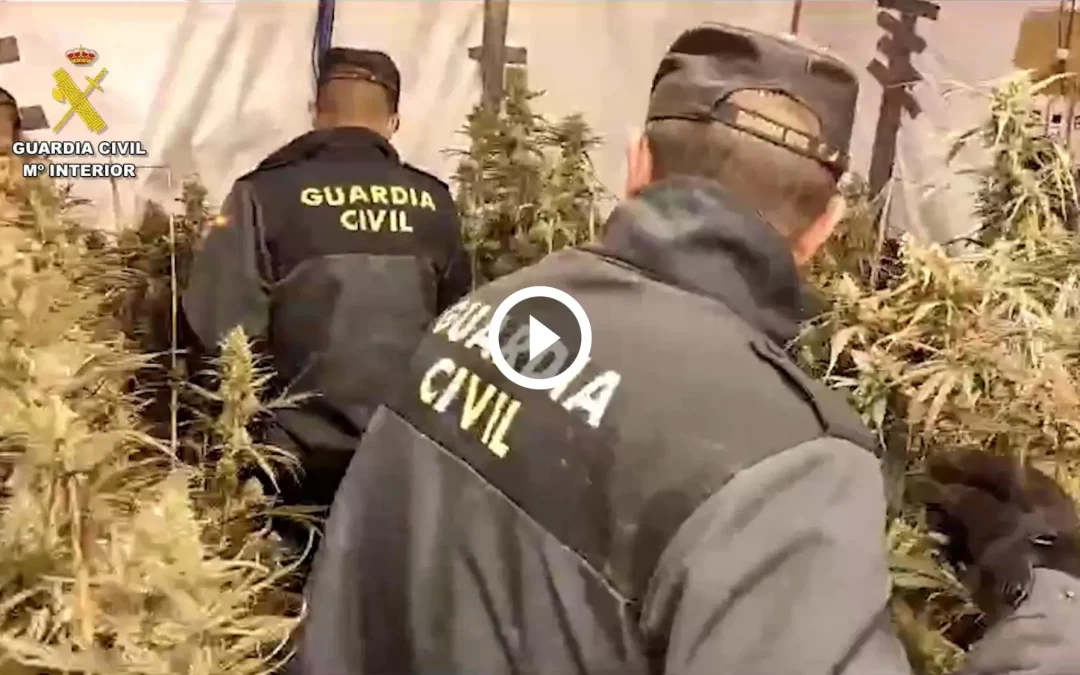 Localizadas 1035 plantas de marihuana en La Lastra