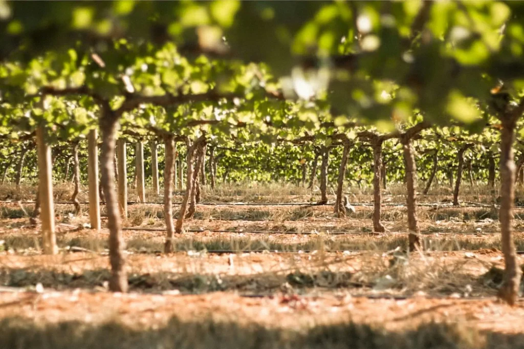 Castilla y León publica la convocatoria de ayudas para la reestructuración de viñedos
