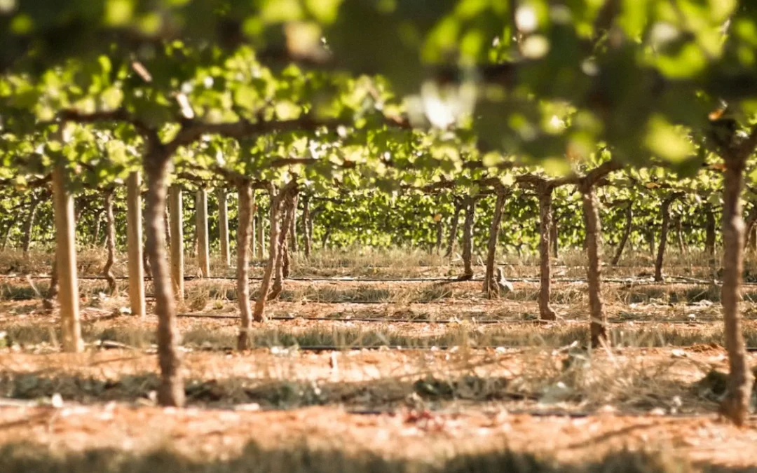 Castilla y León publica la convocatoria de ayudas para la reestructuración de viñedos