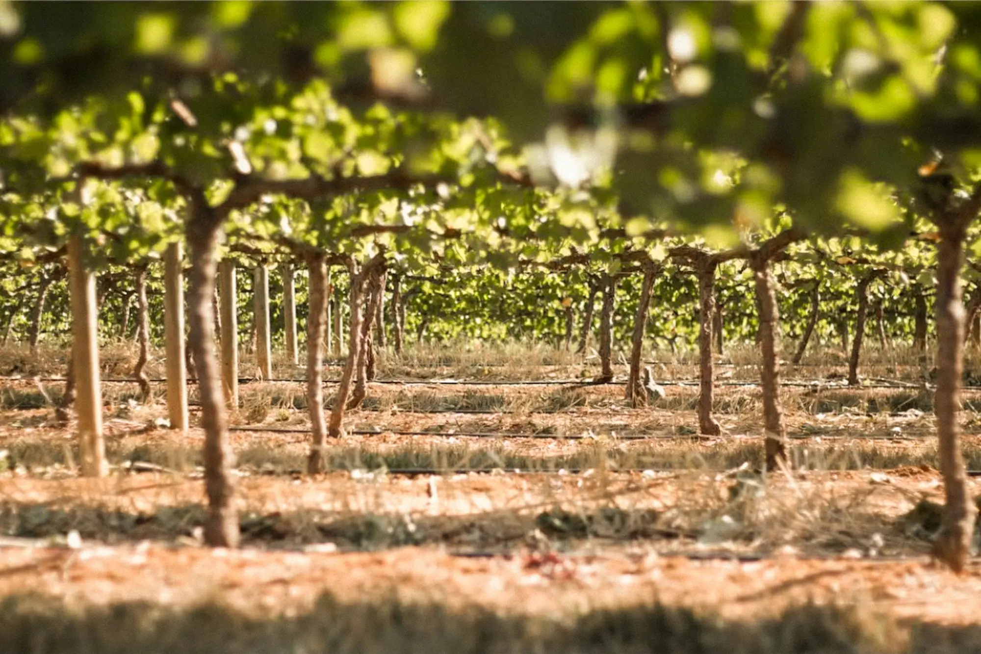 Castilla y León publica la convocatoria de ayudas para la reestructuración de viñedos Castilla y León publica la convocatoria de ayudas para la reestructuración de viñedos