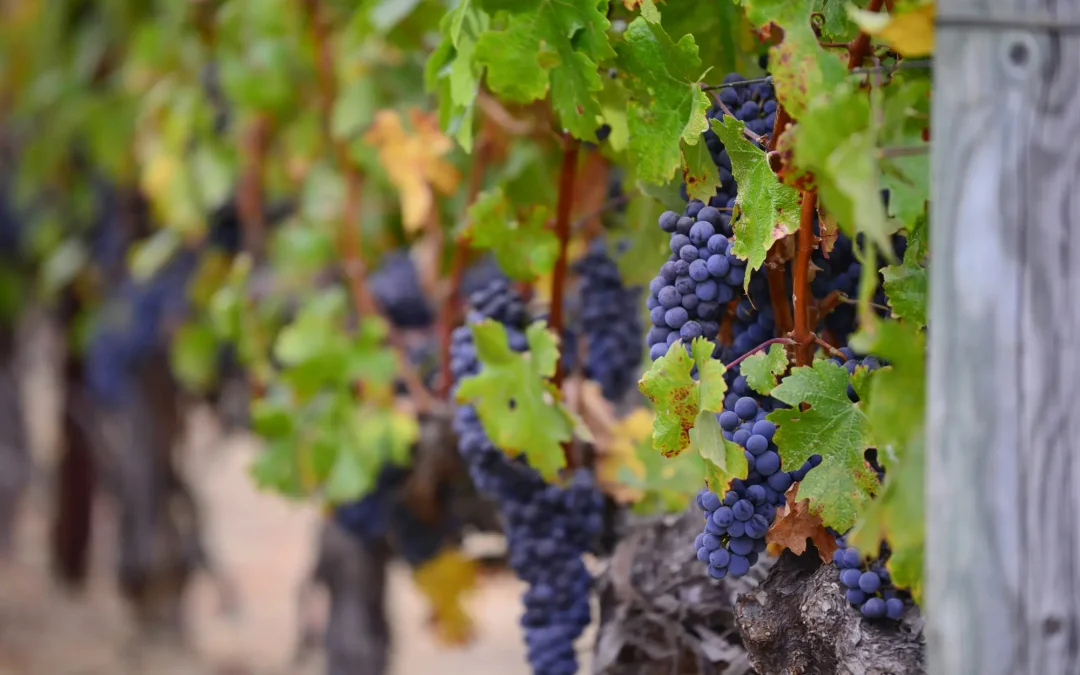 Itacyl participa en un innovador proyecto europeo para mejorar los paisajes vitivinícolas y su conservación