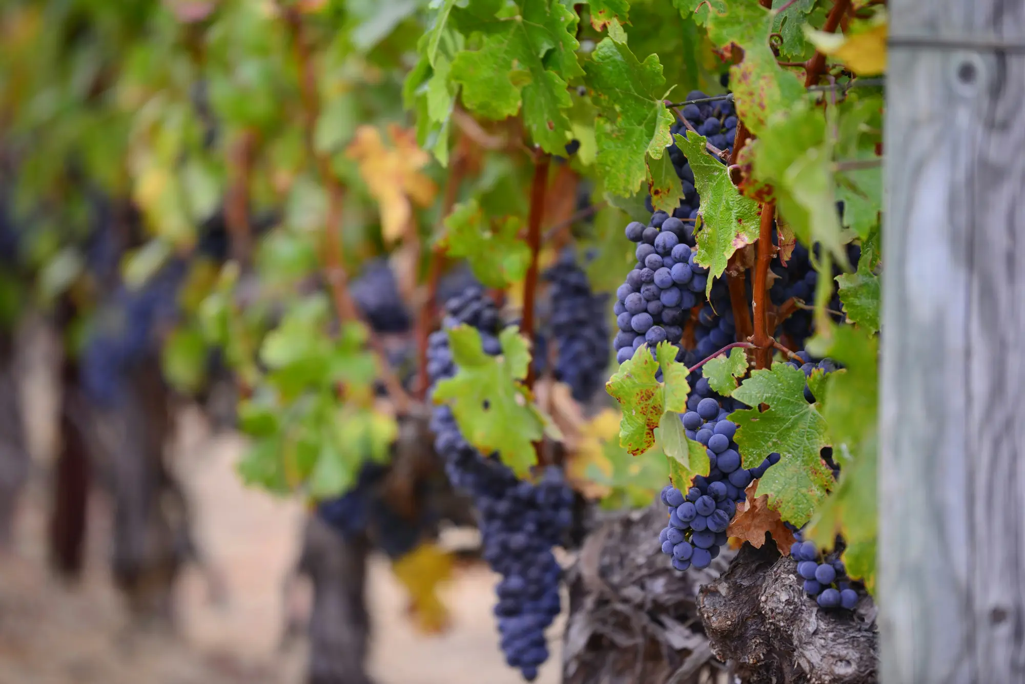 Itacyl participa en un innovador proyecto europeo para mejorar los paisajes vitivinícolas y su conservación Itacyl participa en un innovador proyecto europeo para mejorar los paisajes vitivinícolas y su conservación