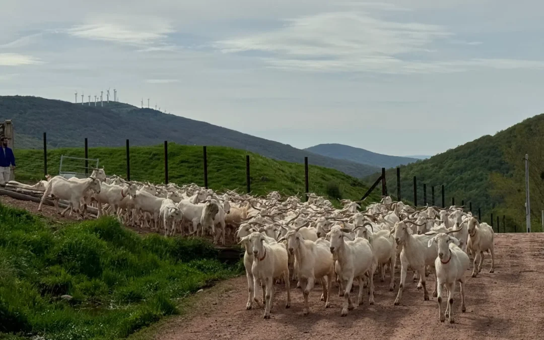 Cabras abulenses llegan a Brañosera para limpiar bosques y pastos