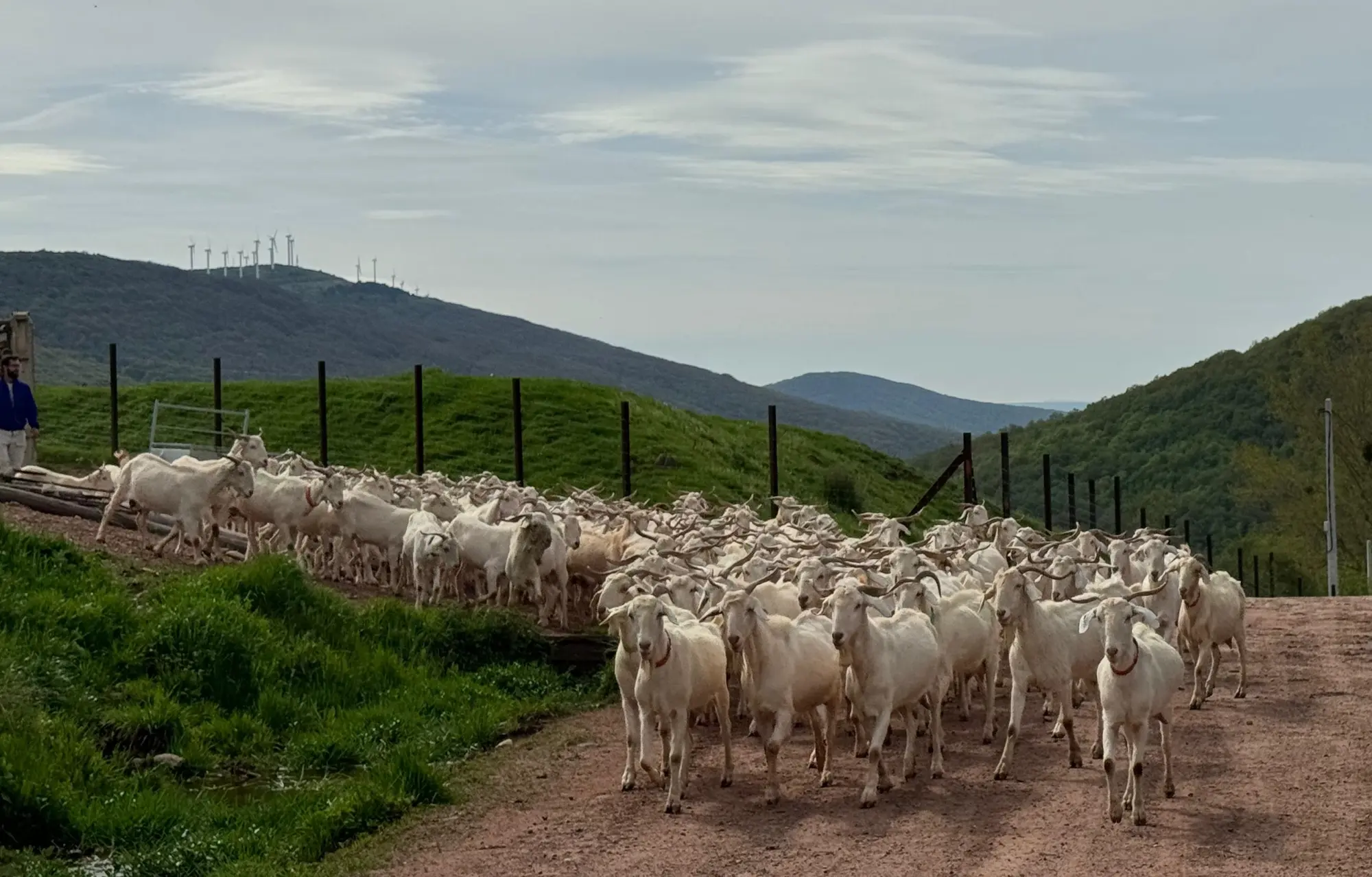 Cabras abulenses llegan a Brañosera para limpiar bosques y pastos