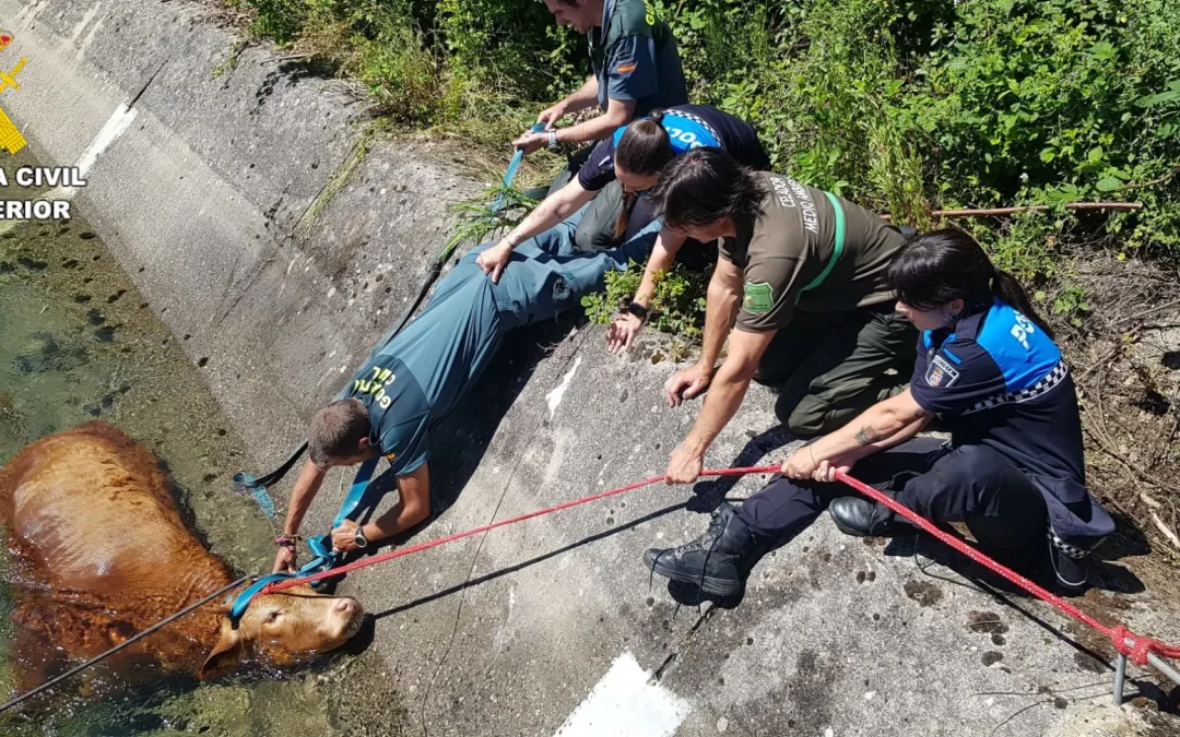 Rescatada en Guardo una vaca que cayó accidentalmente al canal
