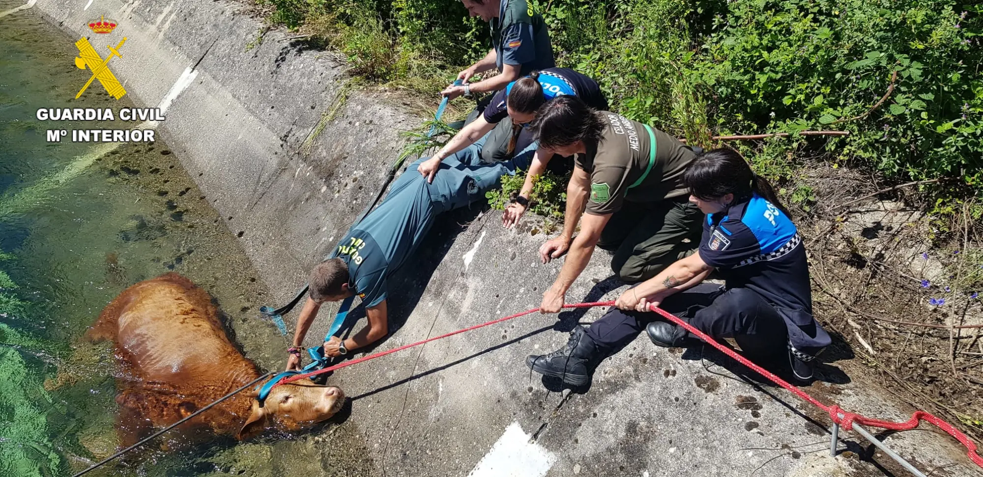 Rescatada en Guardo una vaca que cayó accidentalmente al canal